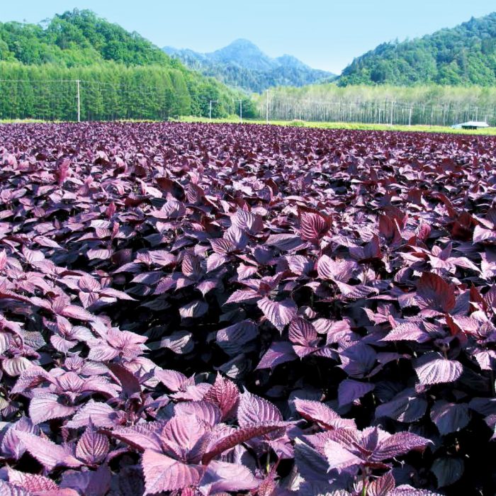 白糠町 様