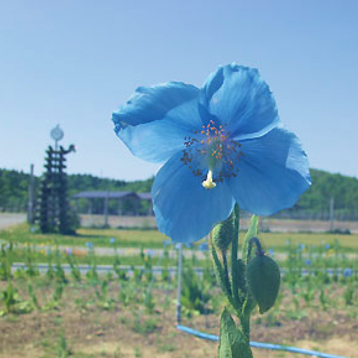 幌延町 様